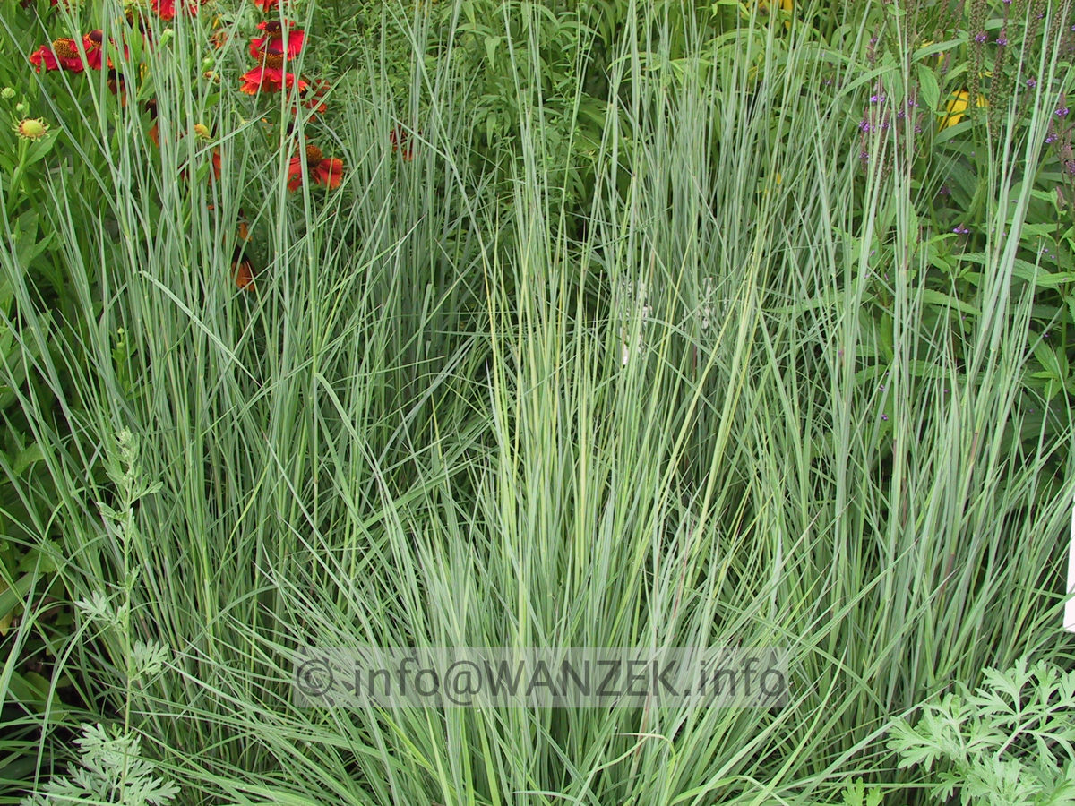 Schizachyrium scoparium Prairie Blues 03.JPG